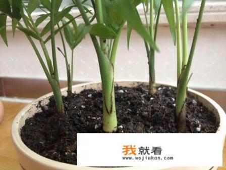 散尾葵怎样进行分株?需要注意什么? 散尾葵怎样进行分株?需要注意什么?