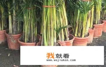 散尾葵怎样进行分株?需要注意什么? 散尾葵怎样进行分株?需要注意什么?