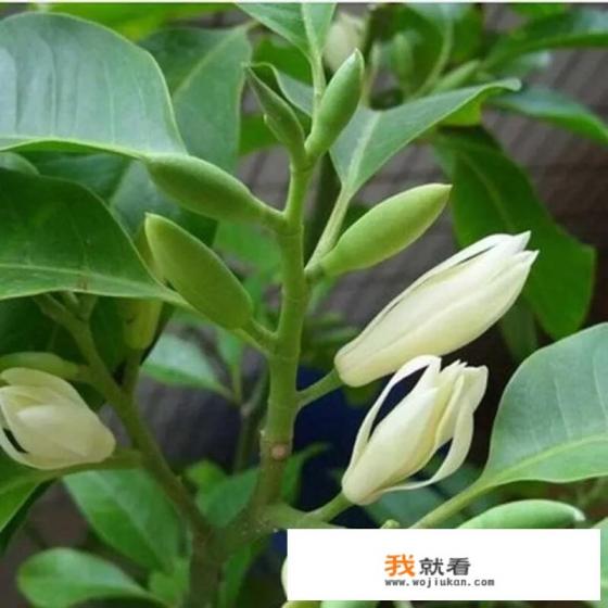 白兰什么花序? 白兰什么花序?