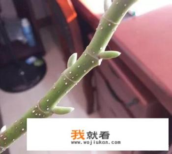 白兰什么花序? 白兰什么花序?