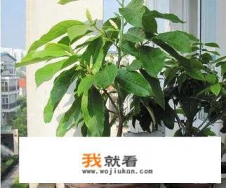 白兰什么花序? 白兰什么花序?