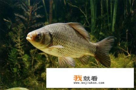 钓鱼人应该都知道的“泥鳅党”如果不用泥鳅打窝，只用泥鳅垂钓，还行吗？