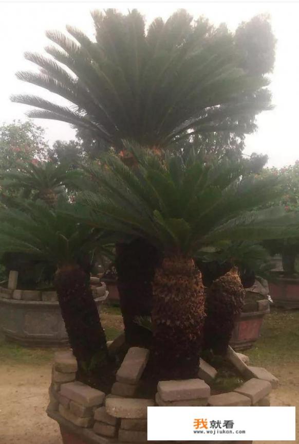 铁树开花怎么养？