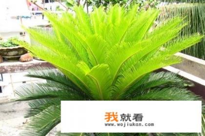 铁树开花怎么养？