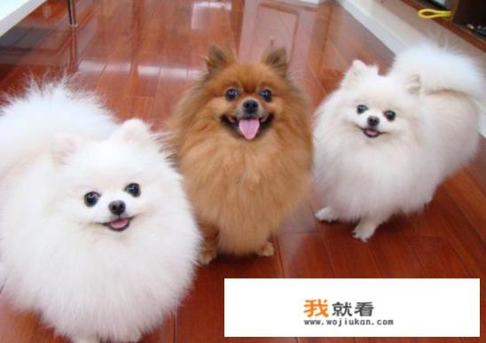 请大佬帮我鉴定一下这个小博美纯不纯,值不值得入手? 请大佬帮我鉴定一下这个小博美纯不纯,值不值得入手?