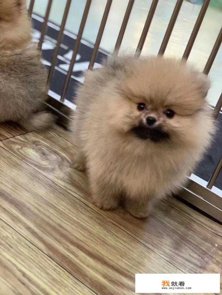 请大佬帮我鉴定一下这个小博美纯不纯,值不值得入手? 请大佬帮我鉴定一下这个小博美纯不纯,值不值得入手?