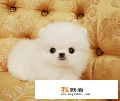 请大佬帮我鉴定一下这个小博美纯不纯,值不值得入手? 请大佬帮我鉴定一下这个小博美纯不纯,值不值得入手?