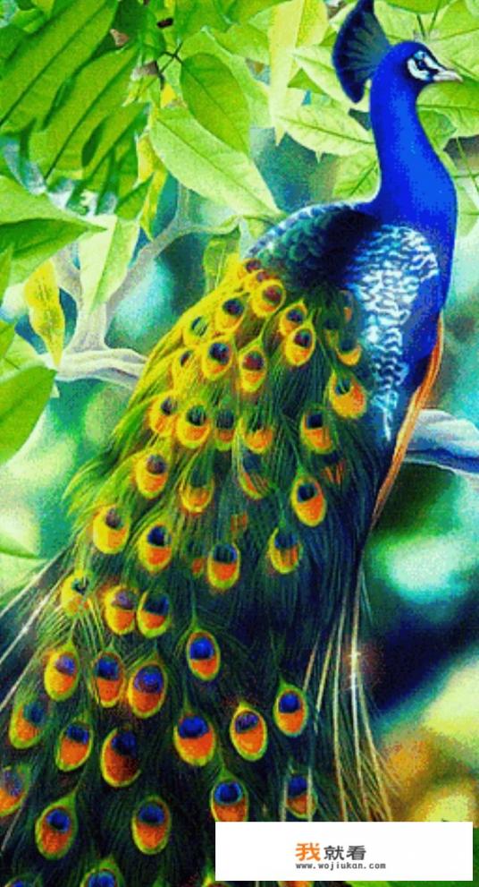 传说中的“凤凰”是“孔雀”吗?是真的存在还是古书里的杜撰? 传说中的“凤凰”是“孔雀”吗?是真的存在还是古书里的杜撰?