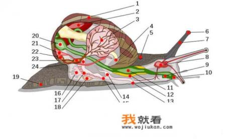 蜗牛结构图片名称？
