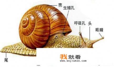 蜗牛结构图片名称？