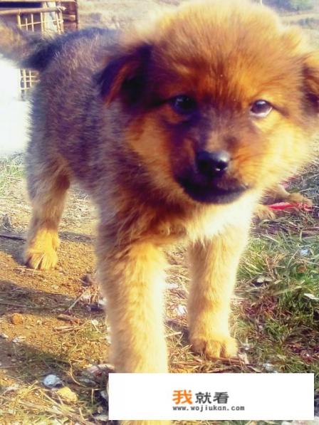 第一次见长不大的小土狗,实在太可爱了,大家会希望养一只土狗吗? 第一次见长不大的小土狗,实在太可爱了,大家会希望养一只土狗吗?