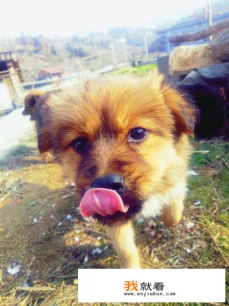 第一次见长不大的小土狗,实在太可爱了,大家会希望养一只土狗吗? 第一次见长不大的小土狗,实在太可爱了,大家会希望养一只土狗吗?