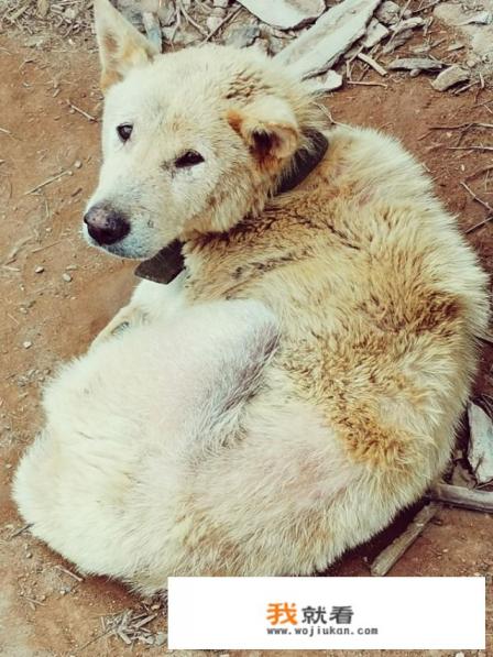 第一次见长不大的小土狗,实在太可爱了,大家会希望养一只土狗吗? 第一次见长不大的小土狗,实在太可爱了,大家会希望养一只土狗吗?