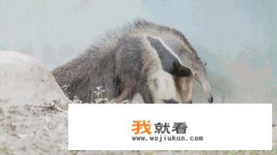 食蚁兽是一种什么样的动物? 食蚁兽是一种什么样的动物?