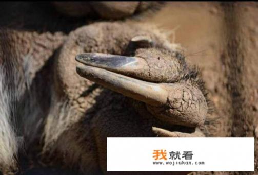 食蚁兽是一种什么样的动物? 食蚁兽是一种什么样的动物?