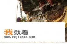 黑蜂会主动攻击人吗？