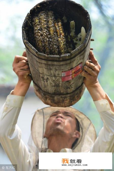 黑蜂会主动攻击人吗？