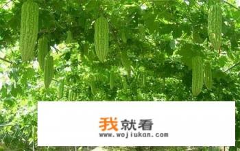 苦瓜、丝瓜在育苗中容易出现哪些问题？如何解决？