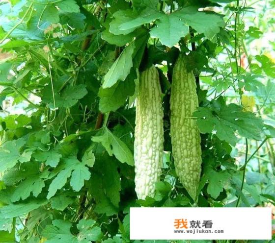 苦瓜、丝瓜在育苗中容易出现哪些问题？如何解决？