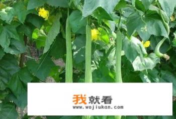 苦瓜、丝瓜在育苗中容易出现哪些问题？如何解决？