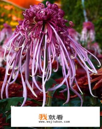 菊花图片像啥？