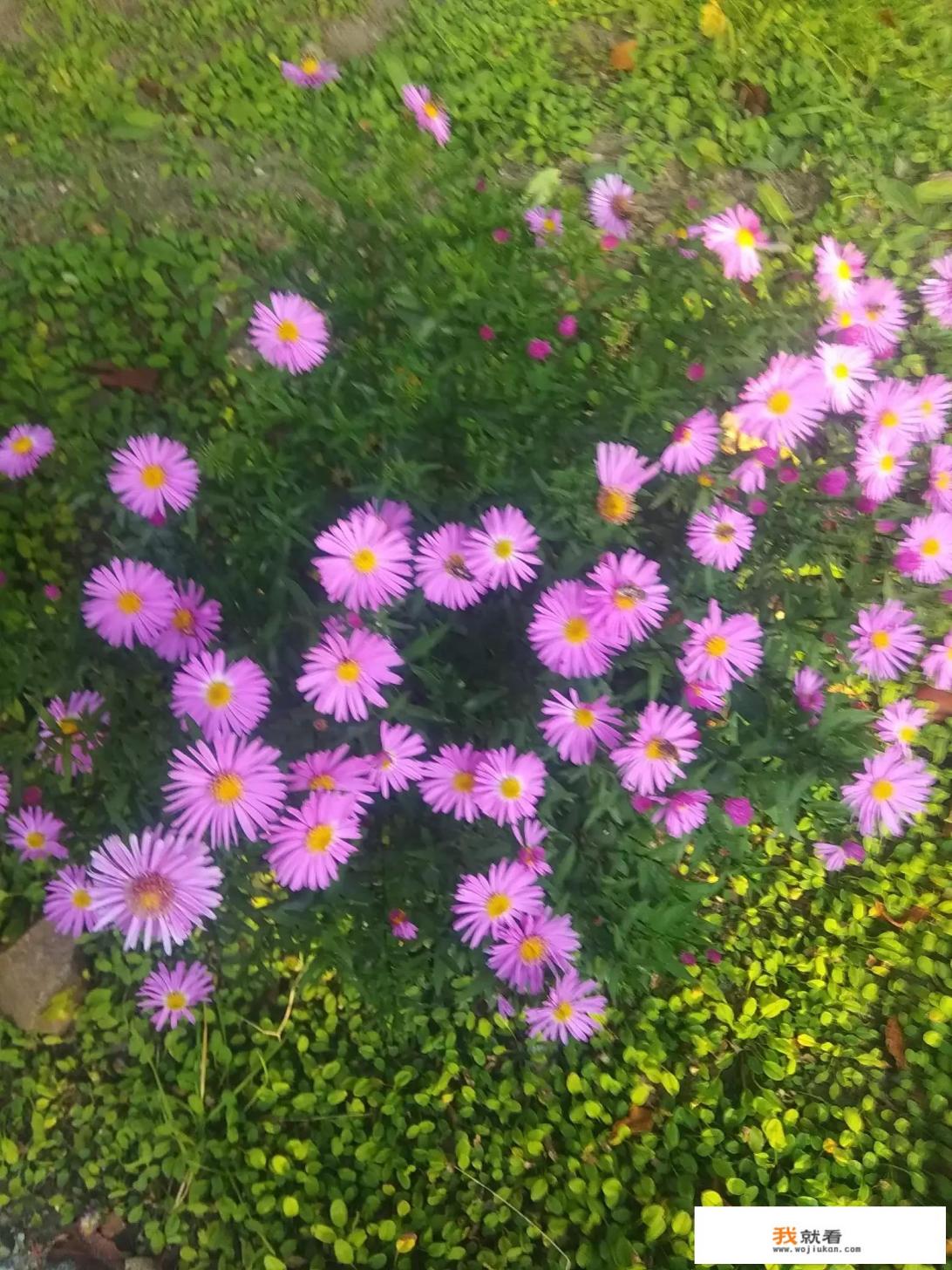 菊花图片像啥？