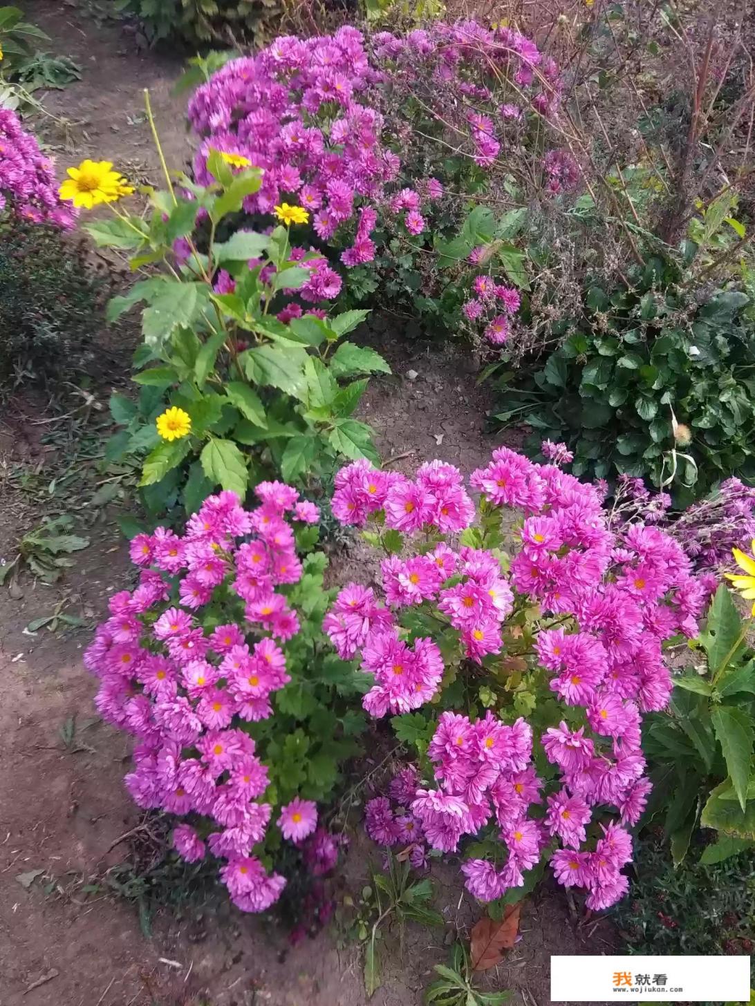 菊花图片像啥？