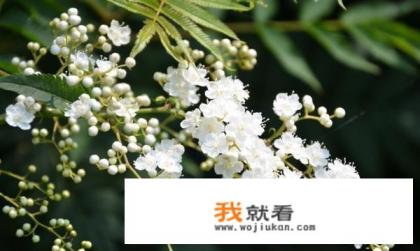 珍珠梅的正确养殖方法? 珍珠梅的正确养殖方法?