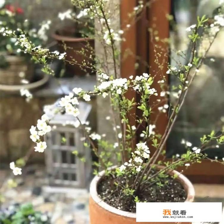 珍珠梅的正确养殖方法? 珍珠梅的正确养殖方法?