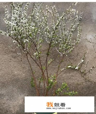 珍珠梅的正确养殖方法? 珍珠梅的正确养殖方法?