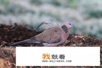 布谷鸟、姑姑等、野鸽子、斑鸠是同一种鸟吗? 布谷鸟、姑姑等、野鸽子、斑鸠是同一种鸟吗?