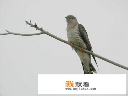 布谷鸟、姑姑等、野鸽子、斑鸠是同一种鸟吗? 布谷鸟、姑姑等、野鸽子、斑鸠是同一种鸟吗?