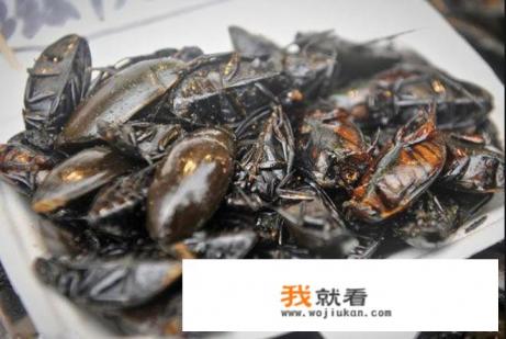 晚上绕着灯乱撞的甲虫 晚上绕着灯乱撞的甲虫