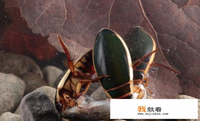 晚上绕着灯乱撞的甲虫 晚上绕着灯乱撞的甲虫