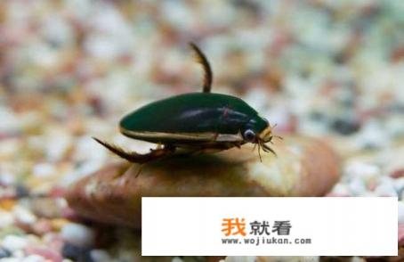 晚上绕着灯乱撞的甲虫 晚上绕着灯乱撞的甲虫