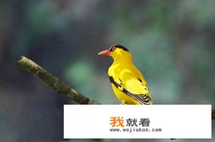 为什么养黄鹂鸟的人不多? 为什么养黄鹂鸟的人不多?