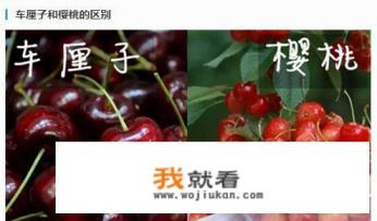 北方小樱桃学名? 北方小樱桃学名?