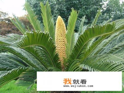 为什么那么多人家中养铁树？