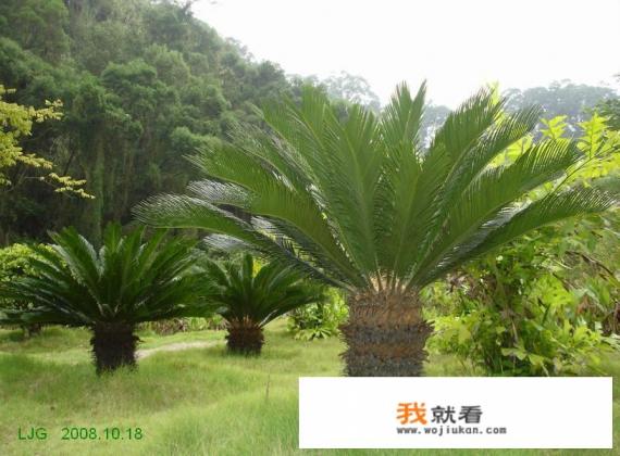 为什么那么多人家中养铁树？