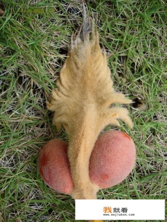 为什么那么多人家中养铁树？