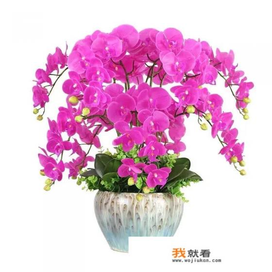 最香的兰花品种排名,什么品种兰花香味浓? 最香的兰花品种排名,什么品种兰花香味浓?
