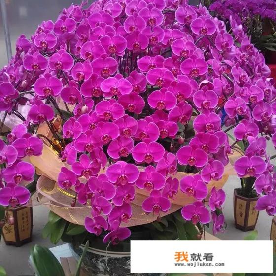 最香的兰花品种排名,什么品种兰花香味浓? 最香的兰花品种排名,什么品种兰花香味浓?