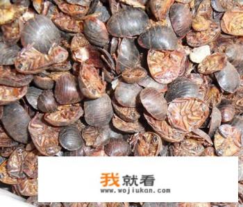 土元是什么,主要用途,市场价格多少钱一斤,销售哪里? 土元是什么,主要用途,市场价格多少钱一斤,销售哪里?