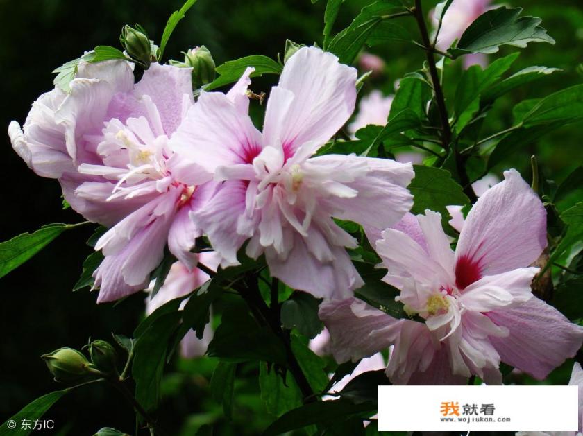 十大名贵木槿品种? 十大名贵木槿品种?