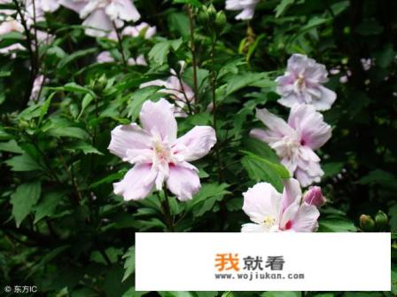 十大名贵木槿品种? 十大名贵木槿品种?