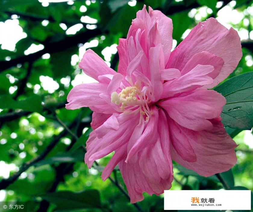 十大名贵木槿品种? 十大名贵木槿品种?