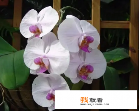 蝴蝶兰哪个品种花最漂亮？