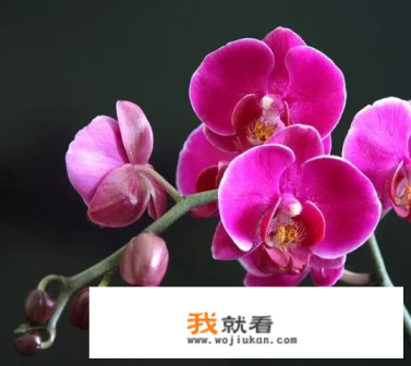 蝴蝶兰哪个品种花最漂亮？