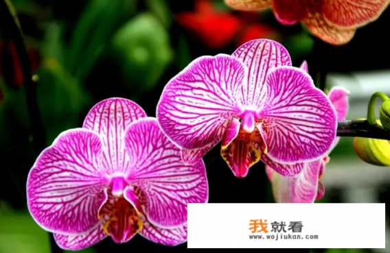 蝴蝶兰哪个品种花最漂亮？