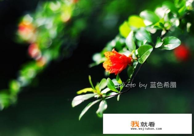 石榴花为什么不能送人？